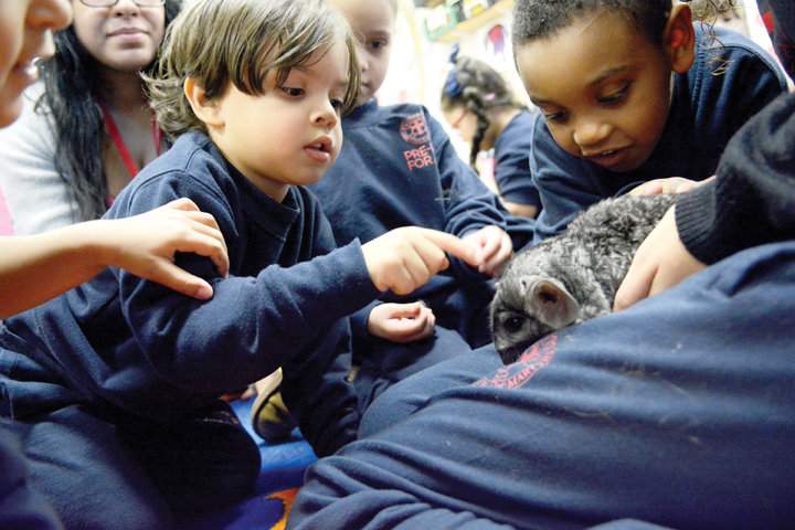 GENTLE LESSON—Mattias Manon, left, and Jordan Lopez, pre-k students at Our Lady Queen of Martyrs School in Manhattan, learn about a chinchilla, one of a number of animal friends that are part of the school community, Jan. 30.